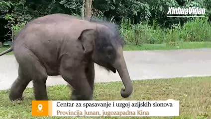 Kineski slon spreman za mundijal (FOTO/VIDEO)