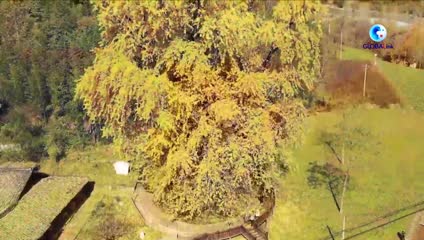 Lišće 1900 godina starog ginka u jesen postaje zlatno (FOTO/VIDEO)
